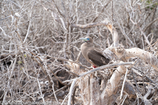 Galapagos-Tiere14.jpg